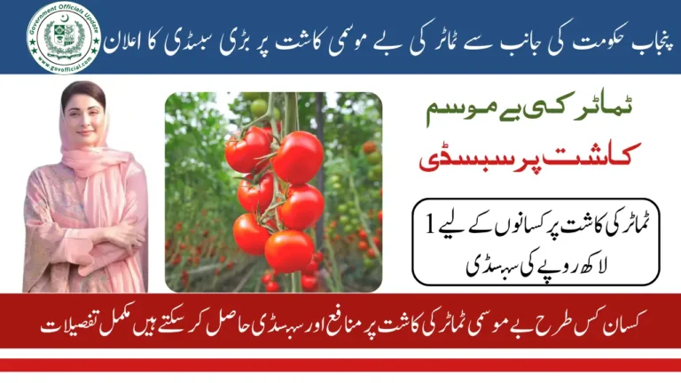 Seasonless Cultivation of Tomatoes